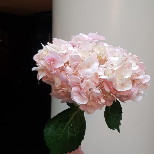 Marshmallow hydrangea