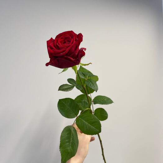 Роза красная Ред Наоми