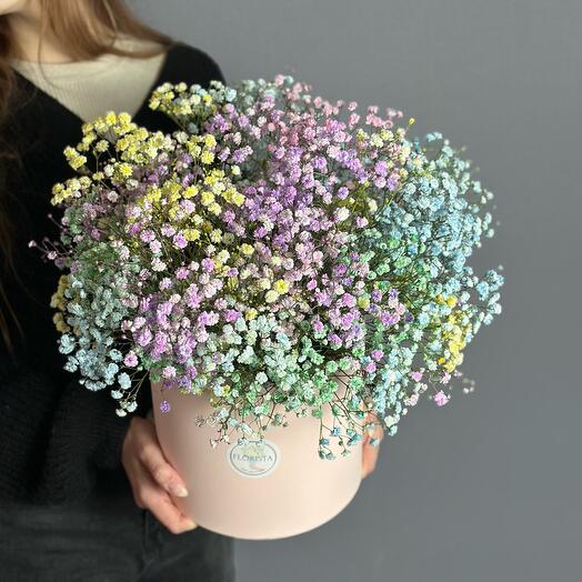 Caja De Gypsophila L