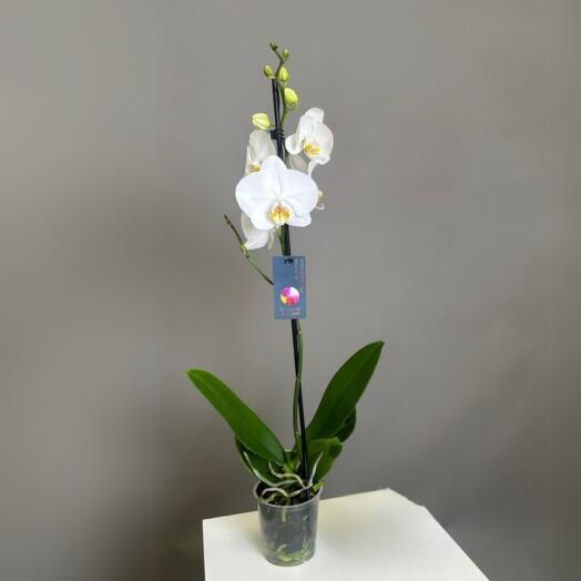 Орхидея 65 см белая