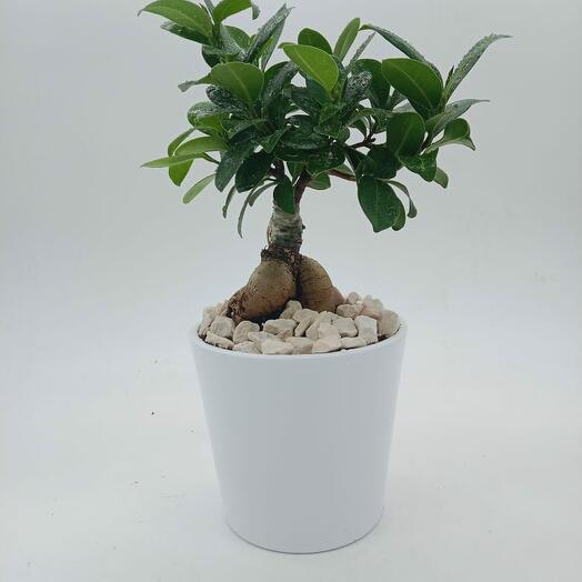 IIndoor Bonsai
