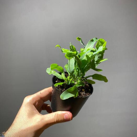 Папоротник Флебодиум Блю стар