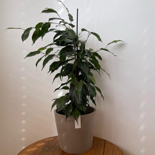 Фикус Бенджамина в кашпо Ecopots