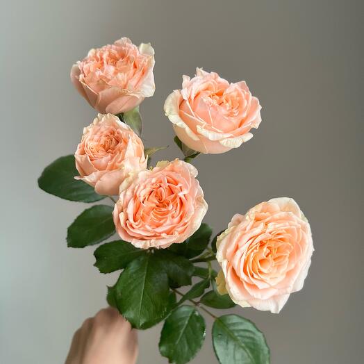 Пион. кустовая роза персиковая, оранжевая, кремовая🧡 Цветы в подарок маме, жене, любимой девушке, женщине на день рождение букет