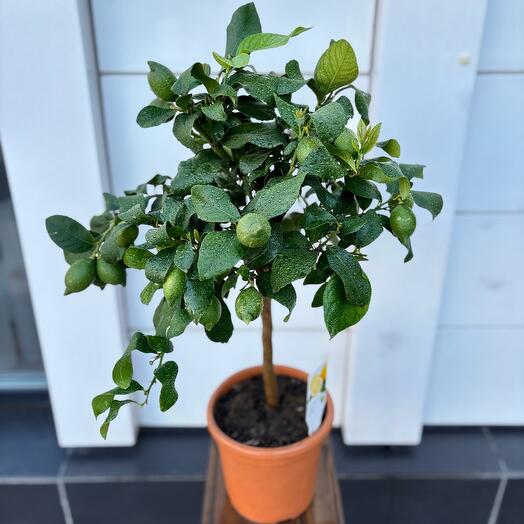 Цитрус Лимон