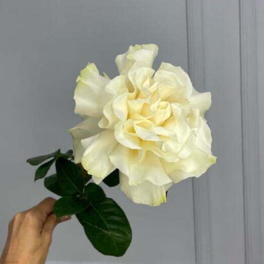 Французская кружевная роза молочно-белого цвета