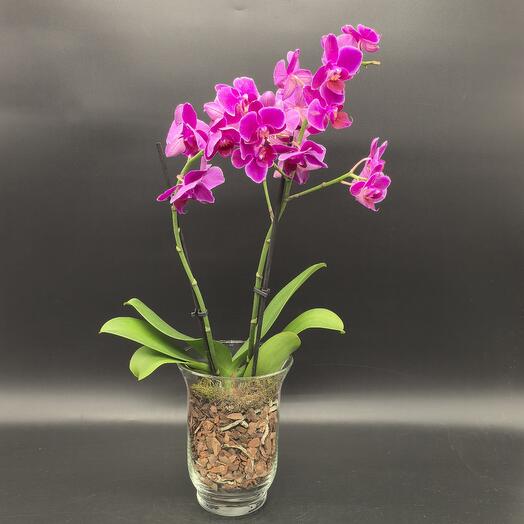 Орхидея в стеклянной вазе
