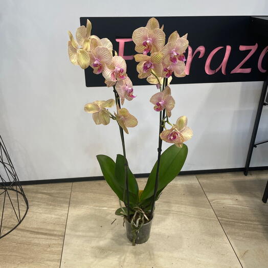 Orkide phalaenopsis 2 gövdə