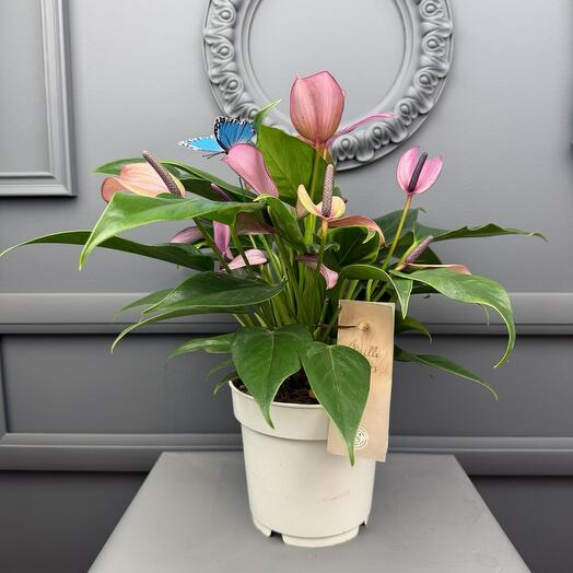 Антуриум Зизу D 14 Высота 35 см