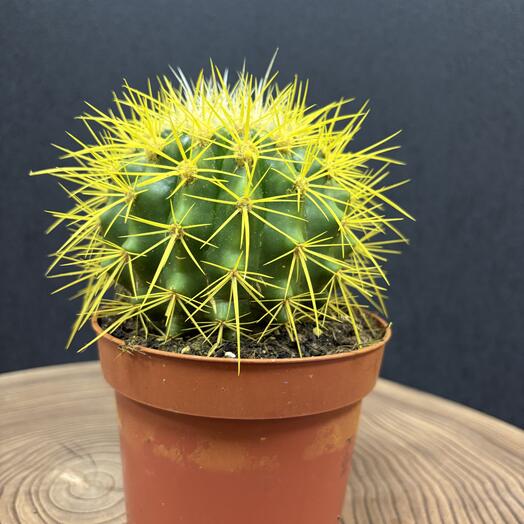 Эхинокактус желтый, большой