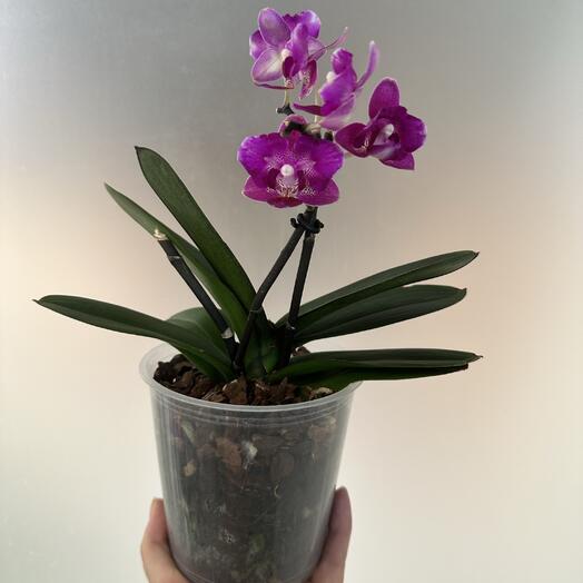 Фаленопсис  Счастливая звезда бабочка (отцветает)