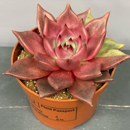 Эчверия красная - каменная Роза