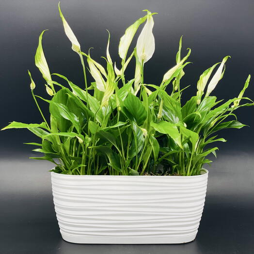 Спатифилум «Шопен» Женское счастье в овальном кашпо