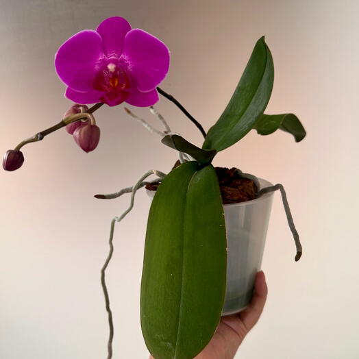 Фаленопсис Стеленбош Stellenbosch