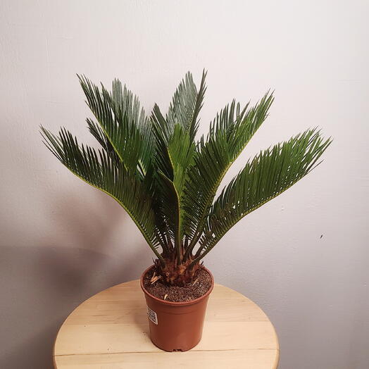 Цикас Революта 1