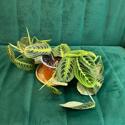 Комнатное растение Маранта