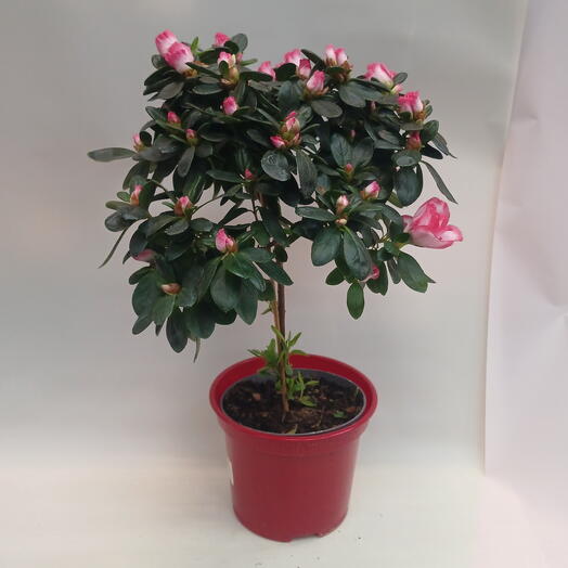 Азалия на штамбе двуцветная