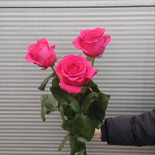 3 малиновые розы с лентой