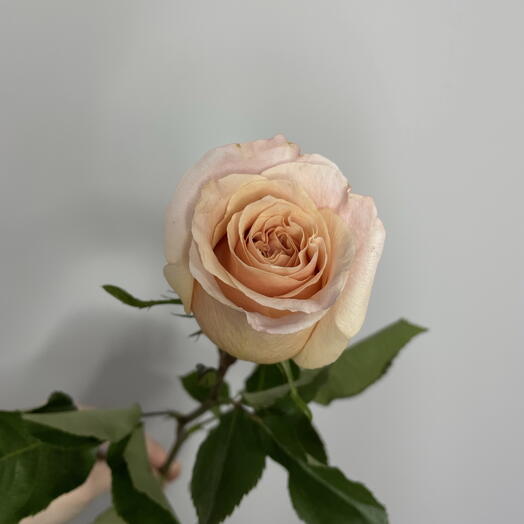 Нежный аромат пионовидных роз