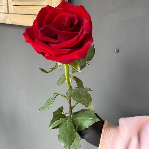 Роза Эквадор