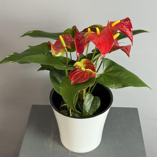 Антуриум красный в стильном белом горшке 😍