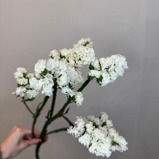 Статица белая