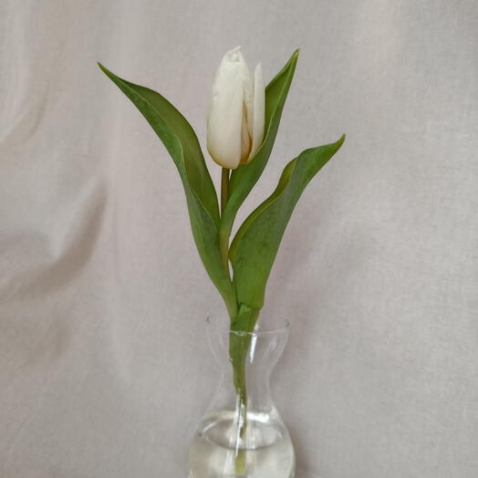 Белый тюльпан