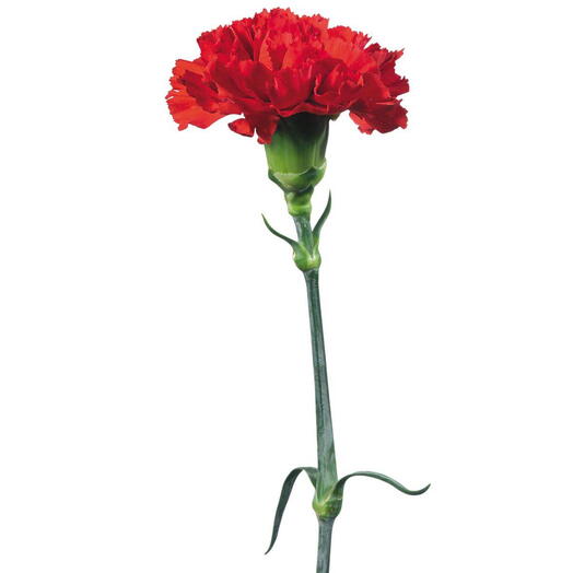 Гвоздика красная