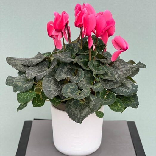 Комнатное растение ЦИКЛАМЕН (CYCLAMEN) GR F1 MIXED