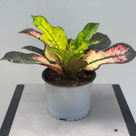 Кодиум (CODIAEUM GEMENGD )