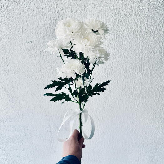 Хризантема Алтай Валентина