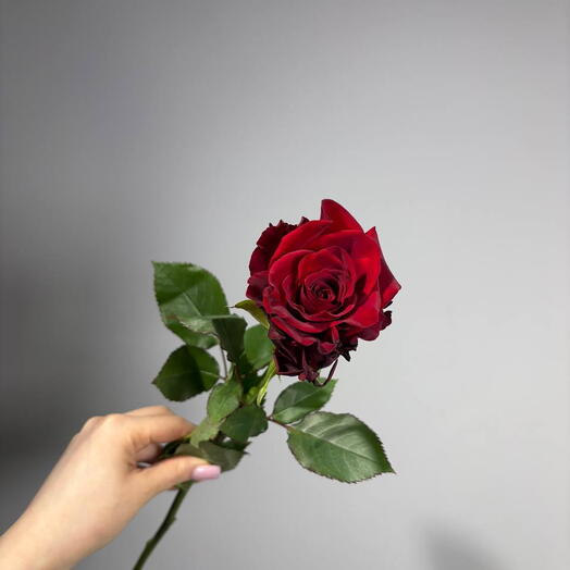 Роза Red simple