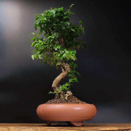 Бонсай Лигуструм, 40см, 20 лет