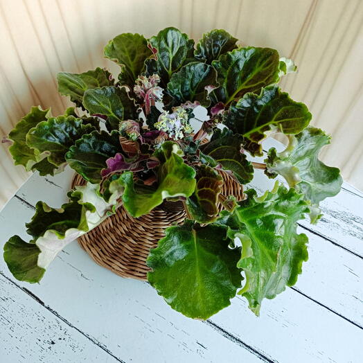 Фиалка  (*16), цветущая сенполия сорт Ален - Командор