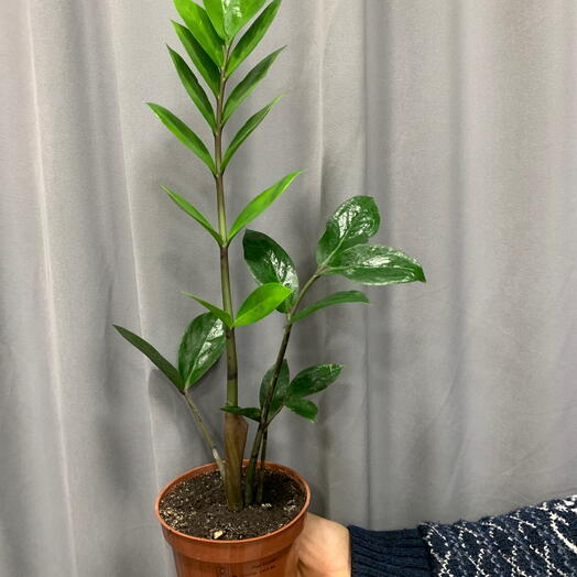 Комнатное растение замиокулькас