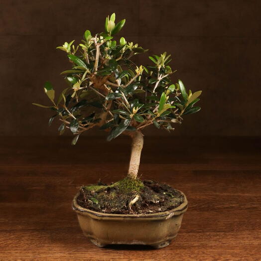 Бонсай Олива в зелено-коричневой плошке 30 см