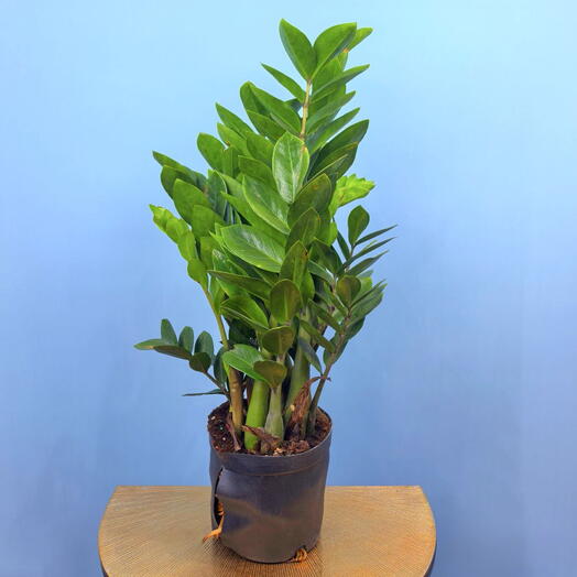 Замиокулькас Pointed leaf