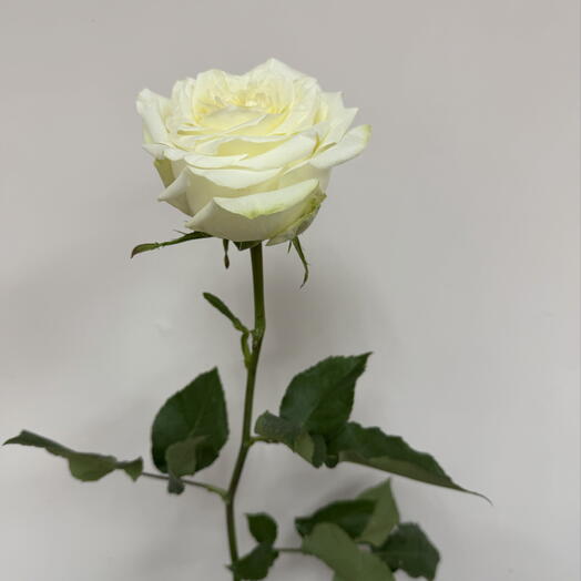 Роза белая (CANDLELIGHT) 60 см
