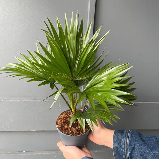 Пальма Ливистона 1