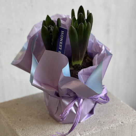 Гиацинты в горшке Honest Blue💙