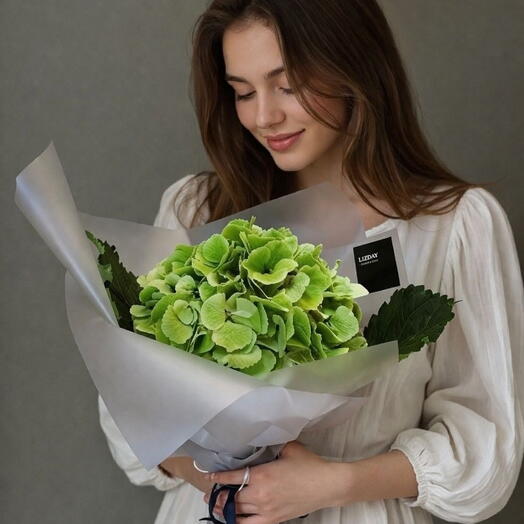 Гортензия зеленая