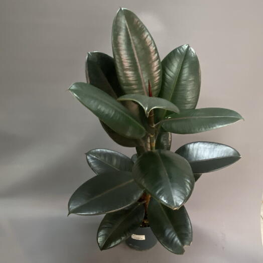 Фикус Эластика Абиджан (Ficus elastica  Abidjan )
