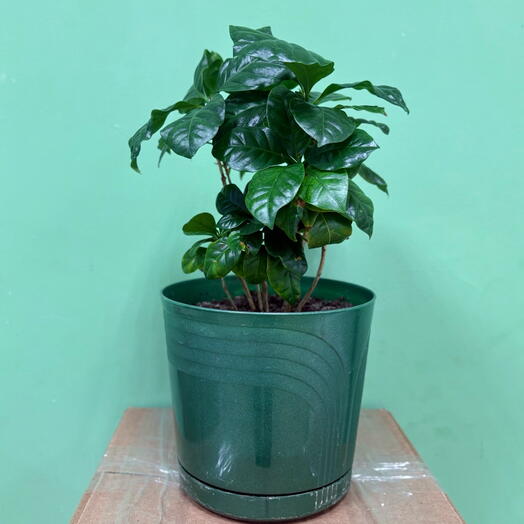 Кофе, кофейное дерево (Coffea arabica) в пластиковом горшке