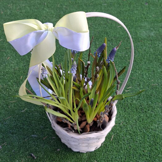 Корзинка с ароматными голубыми мускари