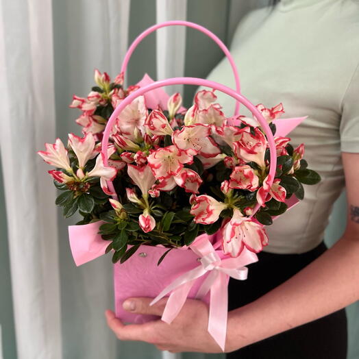 Сортовая азалия в горшке и подарочной сумке