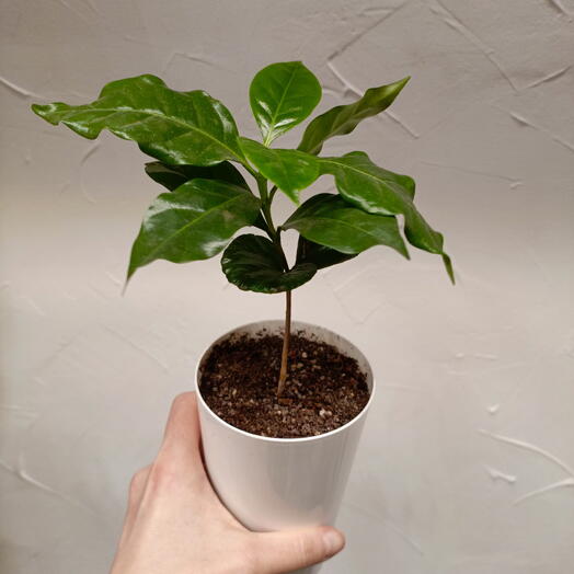 Кофе Арабика растение 9/35