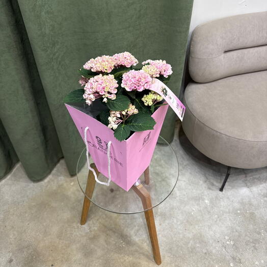 Гортензия на штамбе / indoor hydrangea
