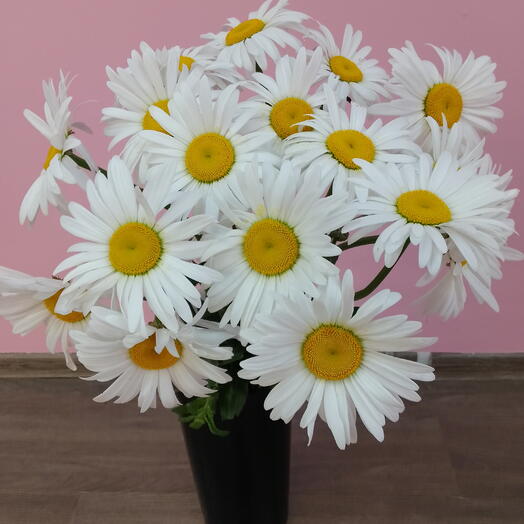 Букет из 13 крупных ромашек . 🌼