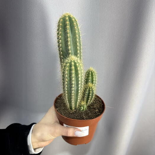 Кактус 🌵