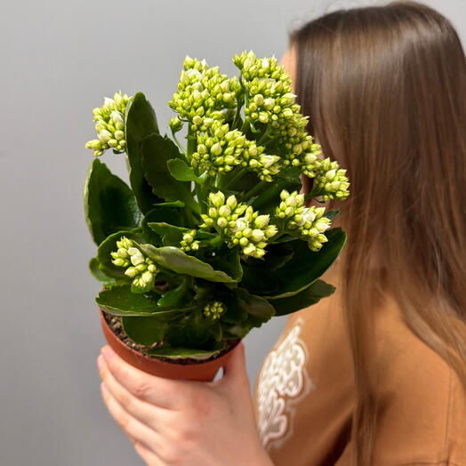 Каланхое